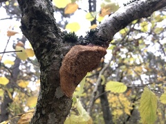 Dichomitus campestris