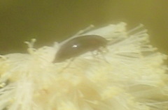 Anaspidinae