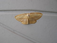 Drapetodes mitaria