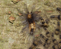 Tumicla sagenaria