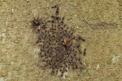 Tumicla sagenaria