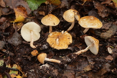 Lepiota boudieri