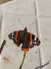 Vanessa atalanta atalanta
