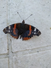 Vanessa atalanta atalanta
