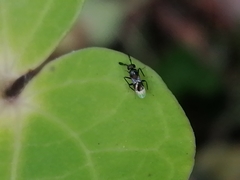 Cryptanusia aureiscutellum