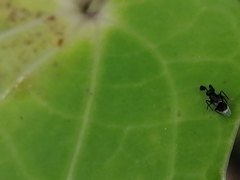 Cryptanusia aureiscutellum