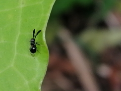 Cryptanusia aureiscutellum