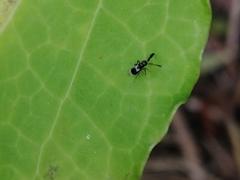 Cryptanusia aureiscutellum