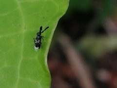 Cryptanusia aureiscutellum