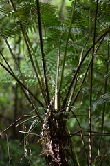 Alsophila setosa