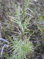 Cirsium durangense