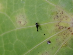 Cryptanusia aureiscutellum