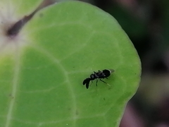 Cryptanusia aureiscutellum