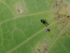 Cryptanusia aureiscutellum