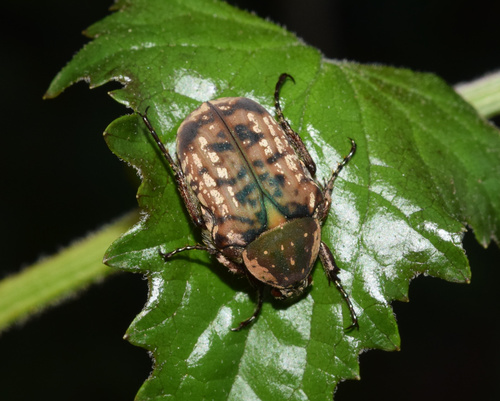 Eastern Variable Fruit Chafer photo 5