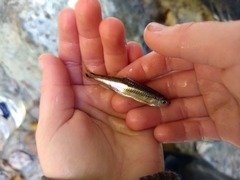 Notropis leuciodus