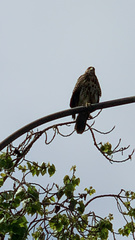 Parabuteo unicinctus