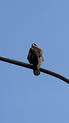 Parabuteo unicinctus