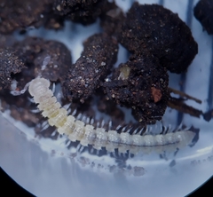 Brachydesmus superus