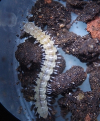 Brachydesmus superus