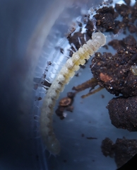 Brachydesmus superus