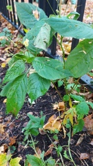 Impatiens parviflora