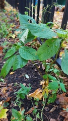 Impatiens parviflora