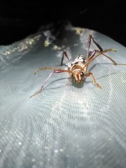 Euryscelis suturalis