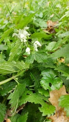 Lamium album