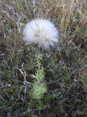 Cirsium durangense