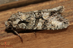 Dryobotodes monochroma