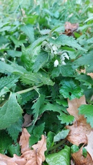 Lamium album