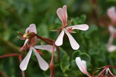Pelargonium acetosum