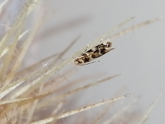 Dryadaula pactolia