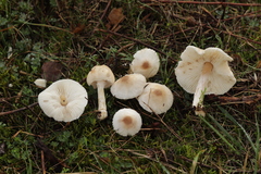 Lepiota oreadiformis