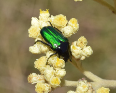 Leucocelis haemorrhoidalis