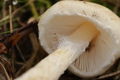 Lepiota oreadiformis