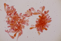 Lepiota oreadiformis