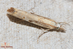 Agriphila trabeatellus