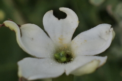 Jaborosa runcinata