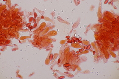 Lepiota oreadiformis