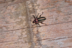 Eudiagogus episcopalis