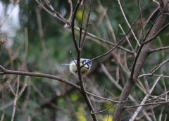 Cyanistes caeruleus