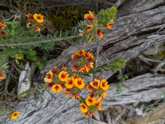 Pultenaea humilis