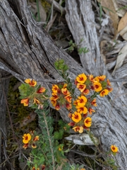 Pultenaea humilis