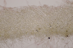 Lepiota oreadiformis