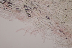 Lepiota oreadiformis