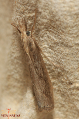 Agriphila tersellus
