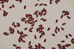 Lepiota oreadiformis