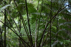Alsophila setosa